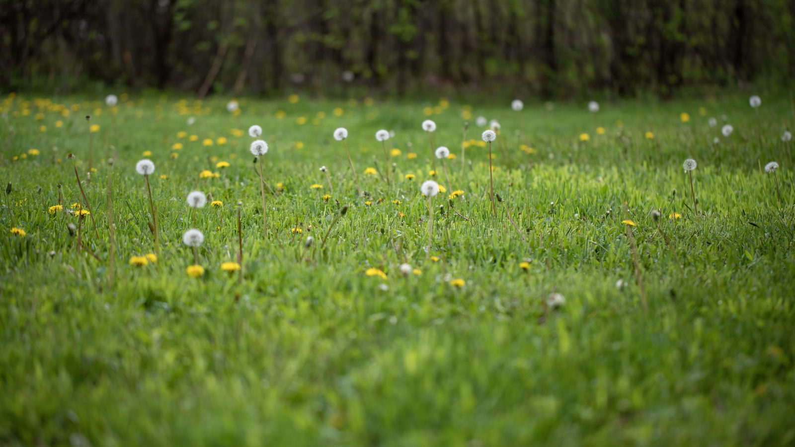 雑草を制御するのに役立つシンプルな芝生の散水技術