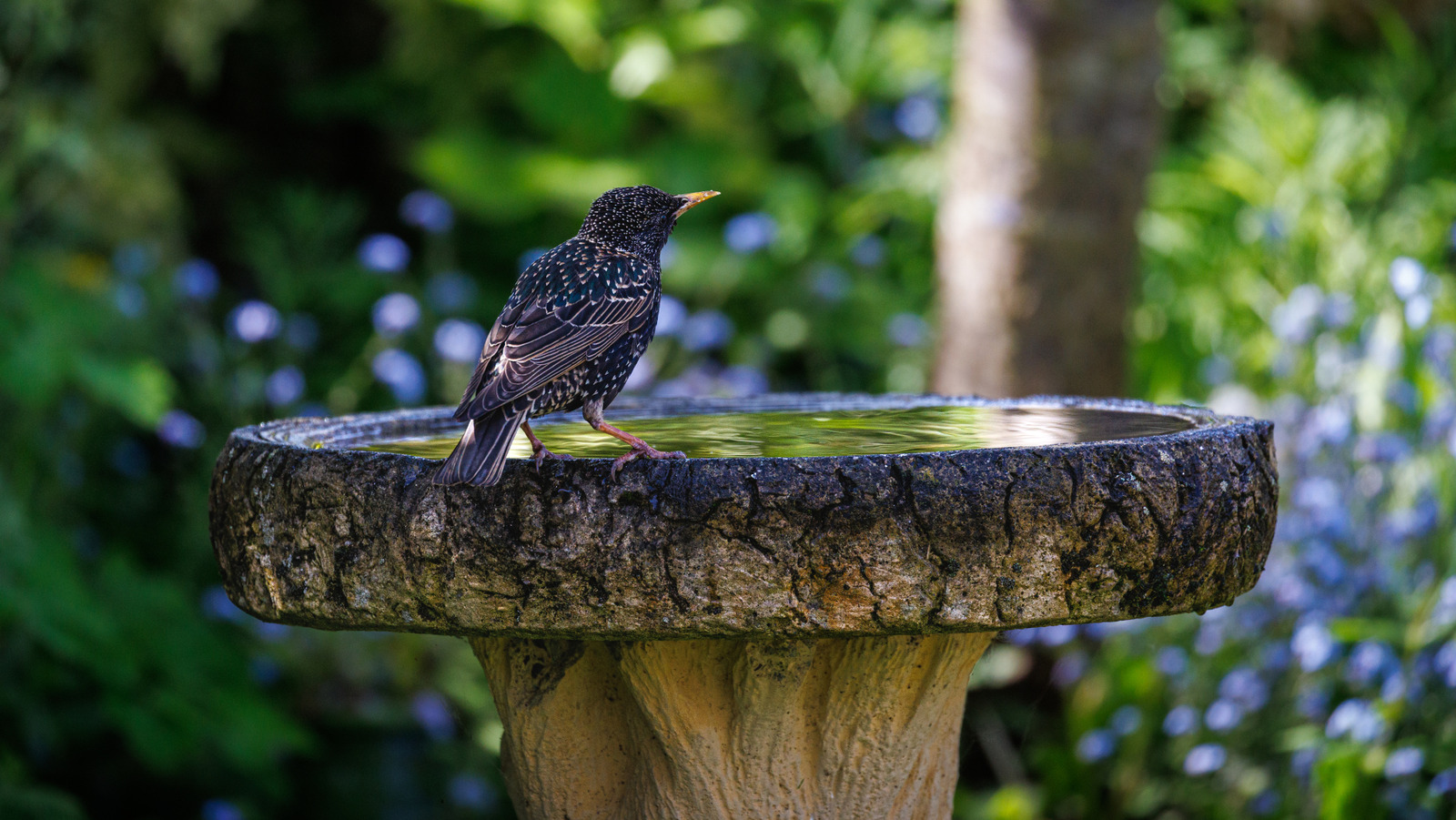 あなたのバードバスから蚊の幼虫を除去するための簡単なトリック