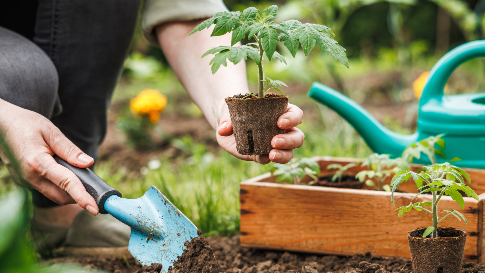 おいしくて育ちやすいトマトの種類はあなたの庭のために考慮すべきです