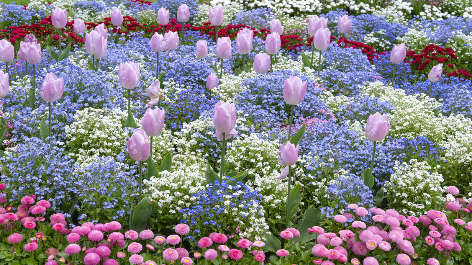 このカラフルな花を植えることで、あなたの庭に少し気まぐれを加えてください
