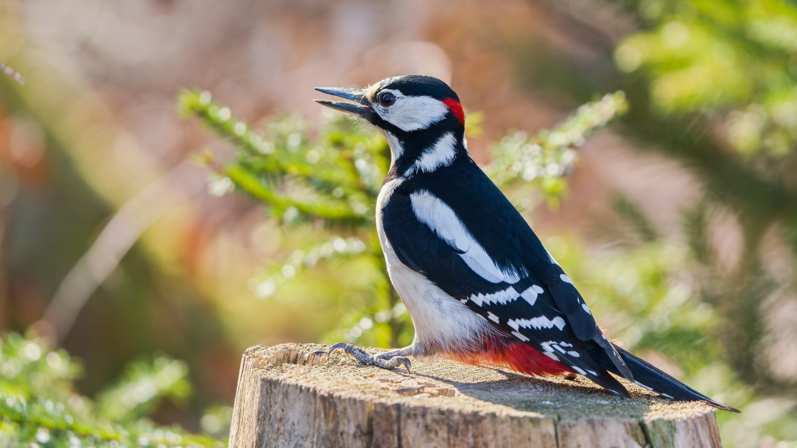 シンプルな自然なシェルターのアイデアで、より多くのキツツキを引き付けます