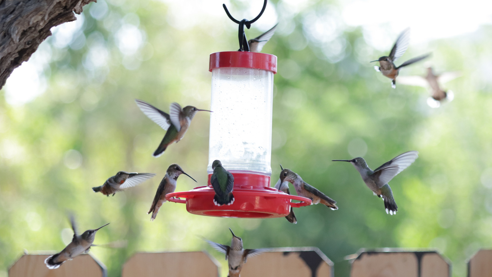 フィーダーに新鮮なハチドリの蜜を入れる前に、必ず1つのことを確認してください