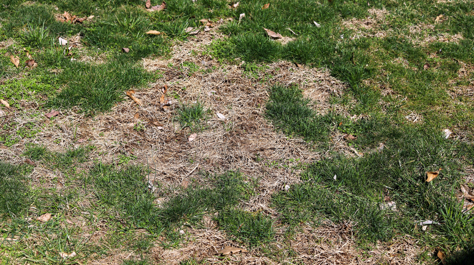 あなたの芝生の茶色の斑点は、この簡単なトリックで過去のものになるでしょう