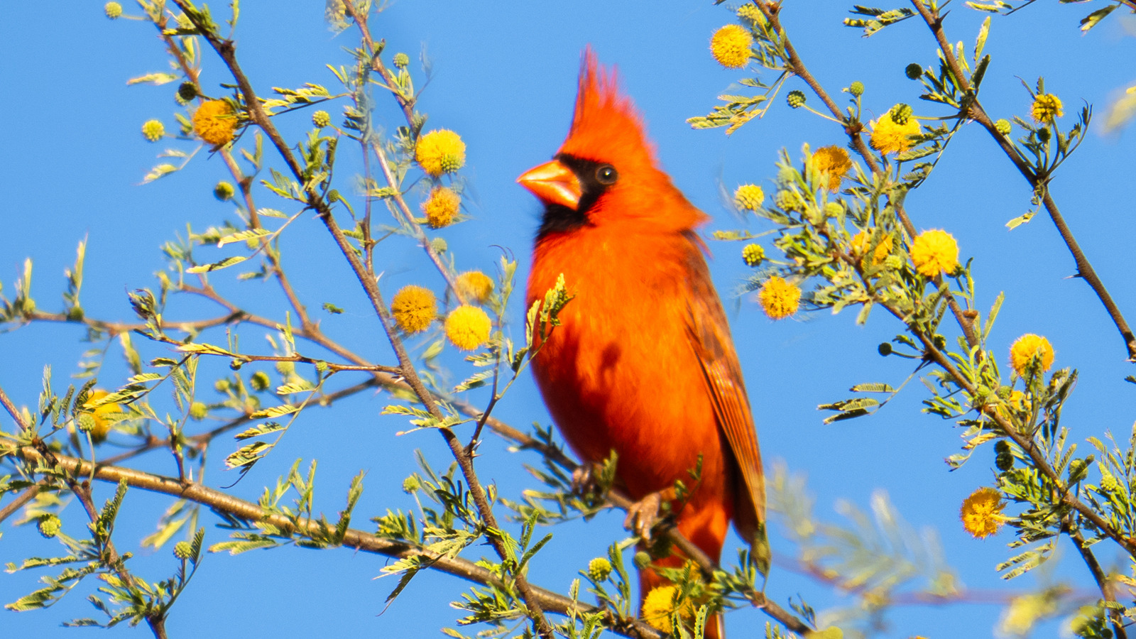 カーディナルズはこれらのおいしいハーブを植えた後、あなたの庭に群がります