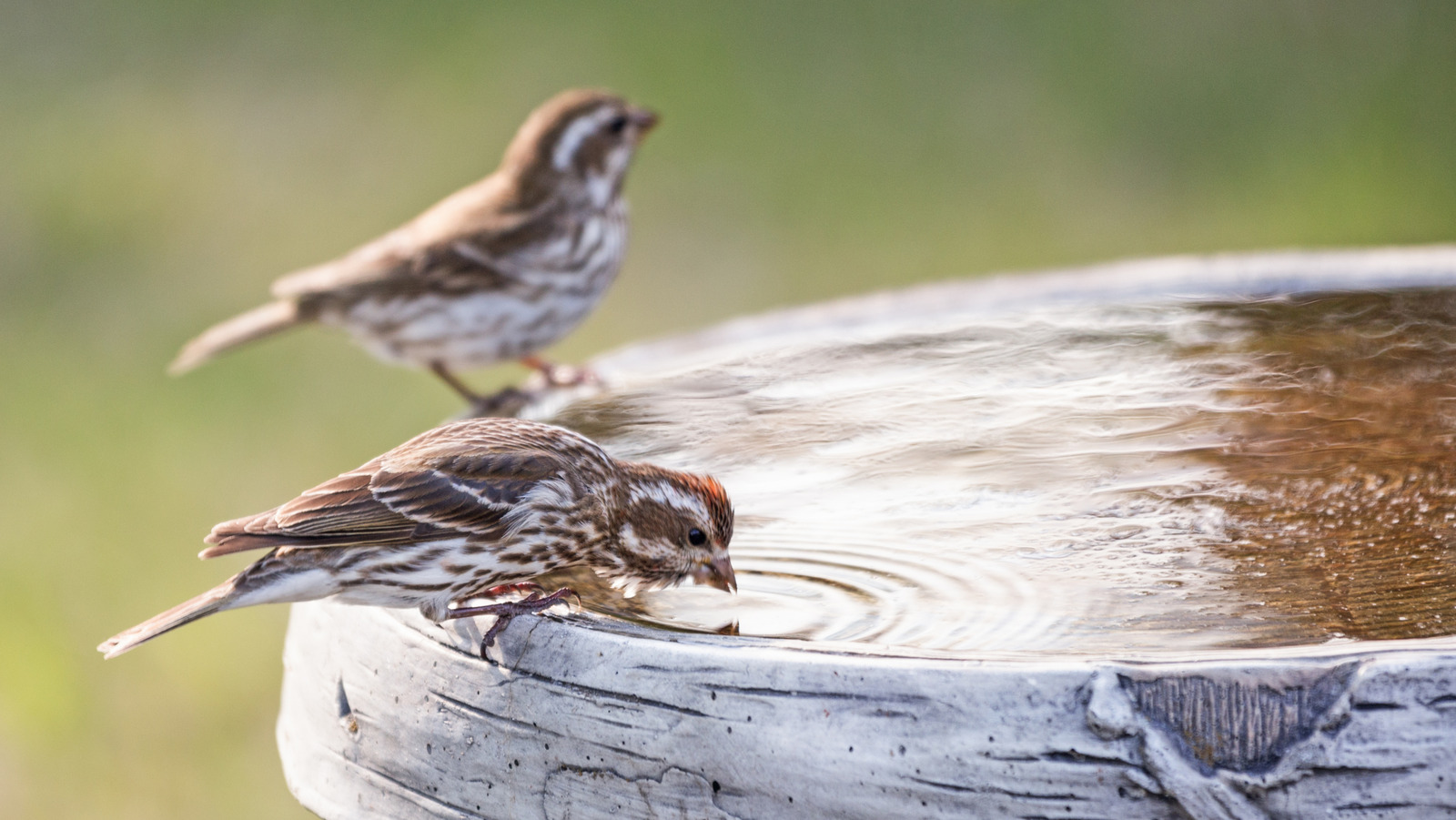 あなたのバードバスを掃除することは、この予期しない薬の助けを借りて簡単です