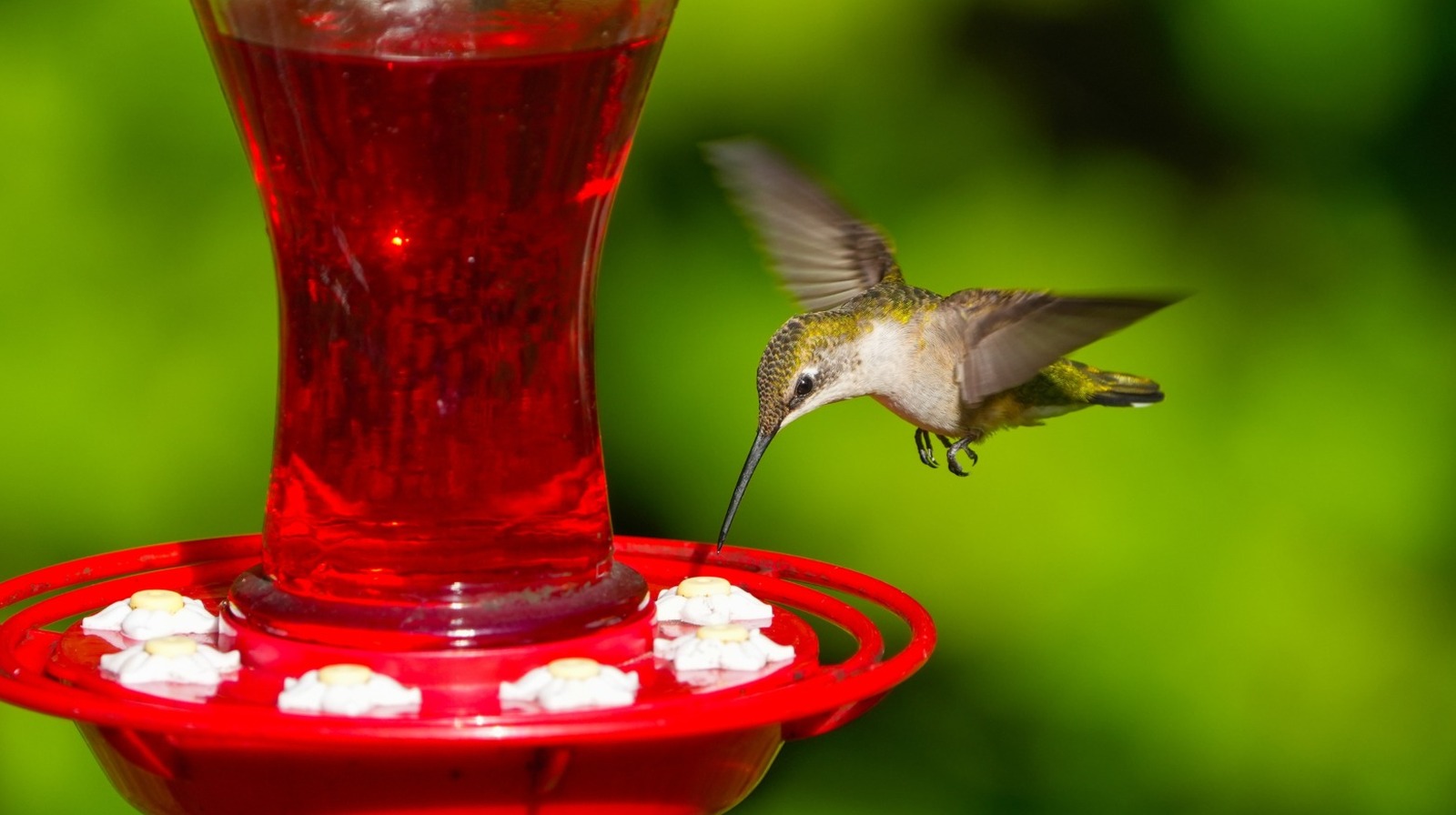 ハミングバードフィーダーを掃除することは、これらのキッチンの定番で簡単になりました