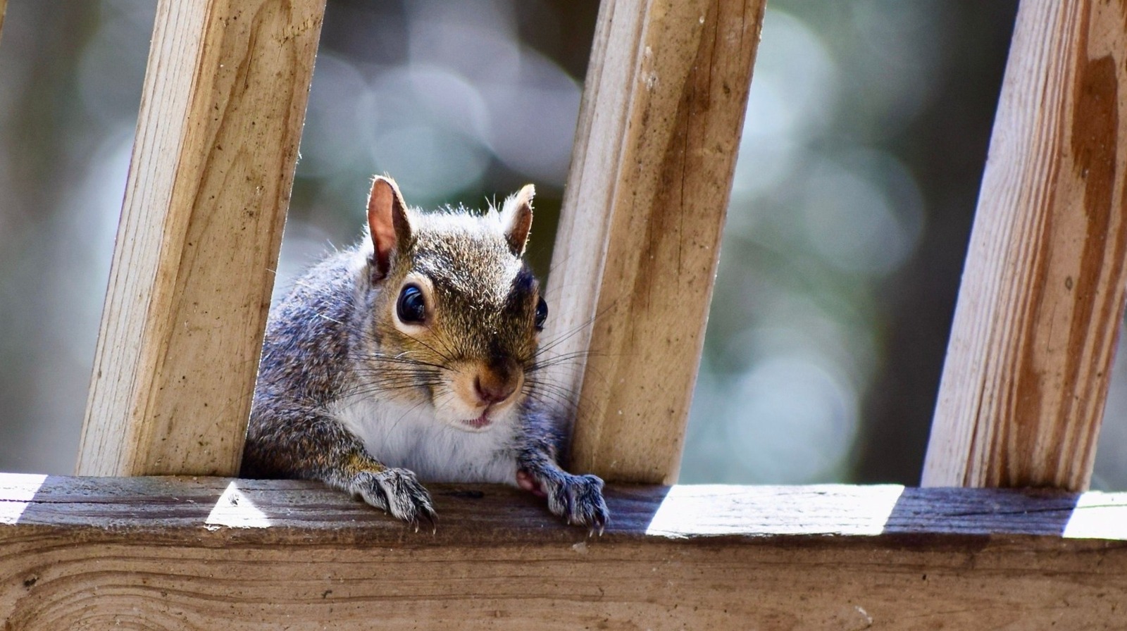 バルコニーからリスを阻止する巧妙なトリックとアップグレード