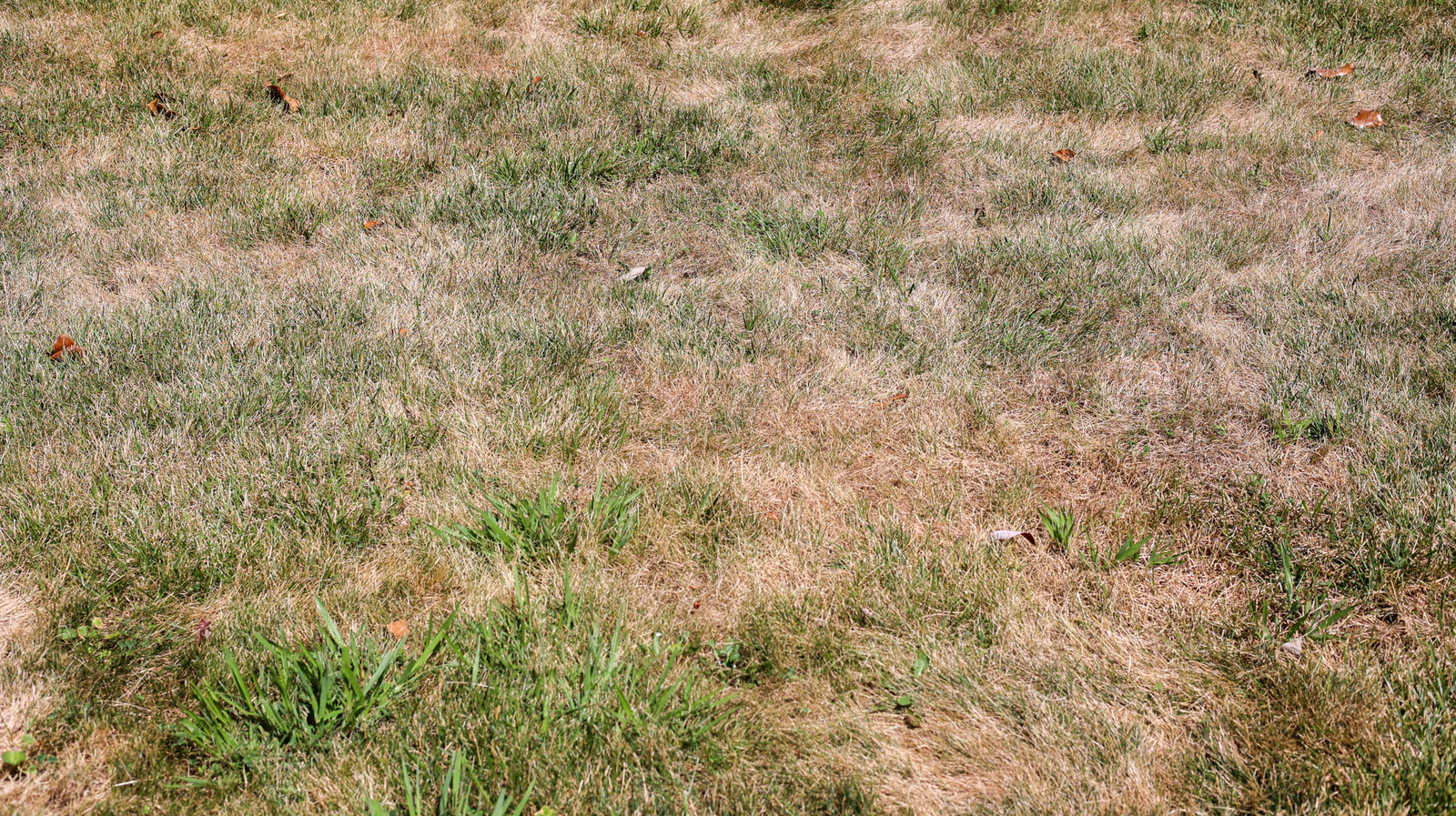 夏の間に芝生の火傷を防ぐのに役立つ巧妙なトリック