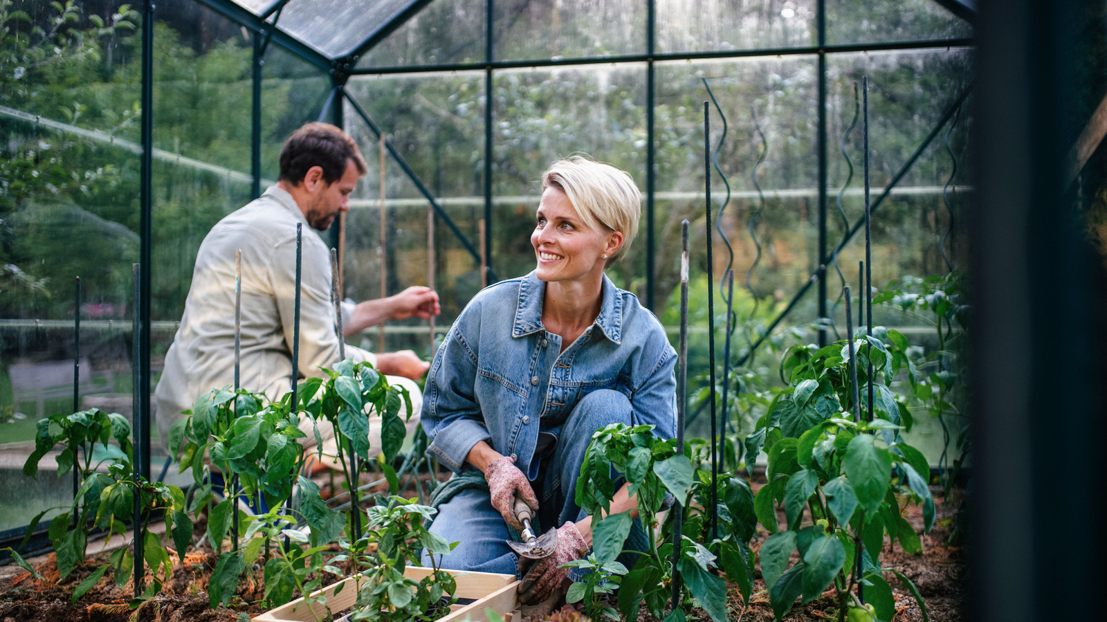 コストコの温室は安価なものから洗練されています。これがバイヤーが愛するものです