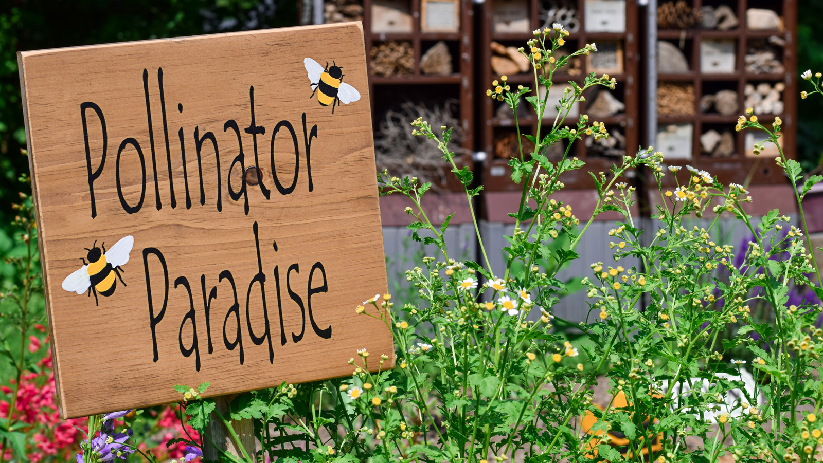 成長しやすい黄色の植物の助けを借りて、花粉媒介者に優しい庭を作る