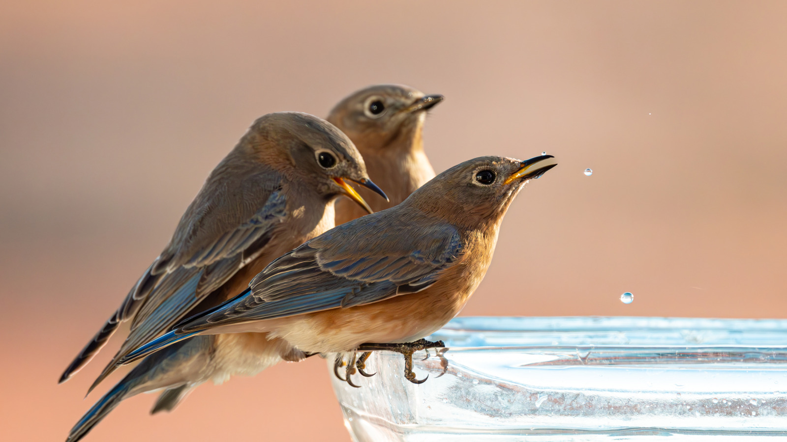 このキッチンの道具の助けを借りて簡単なDIYバードフィーダーを作成する