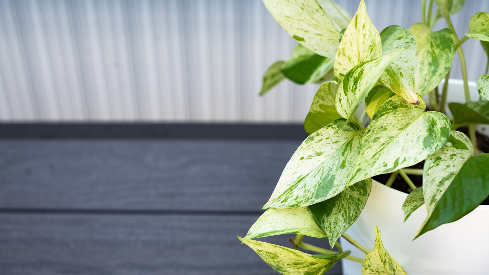 クローゼットの主食の助けを借りて、植物の形をした植物を作成する