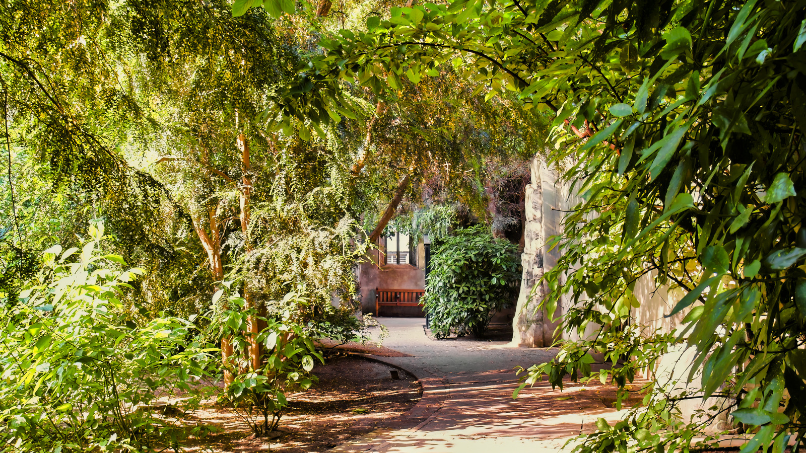 人気のあるドルの木を備えた予算に優しい庭のアーチを見つけます