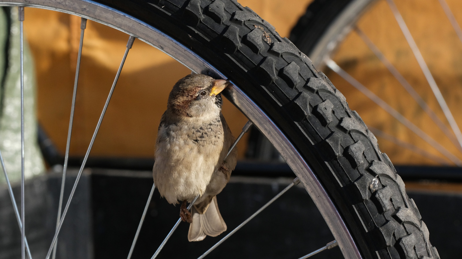 DIYは、再利用された自転車ホイールを備えたカーニバルにインスパイアされた鳥の餌箱