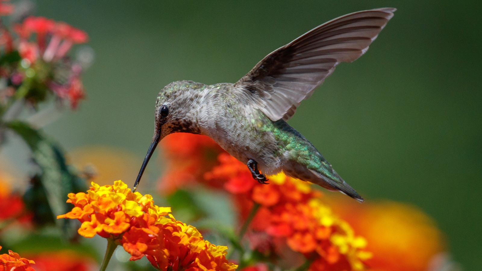 diyあなたの庭にあるブドウのブドウのスイング