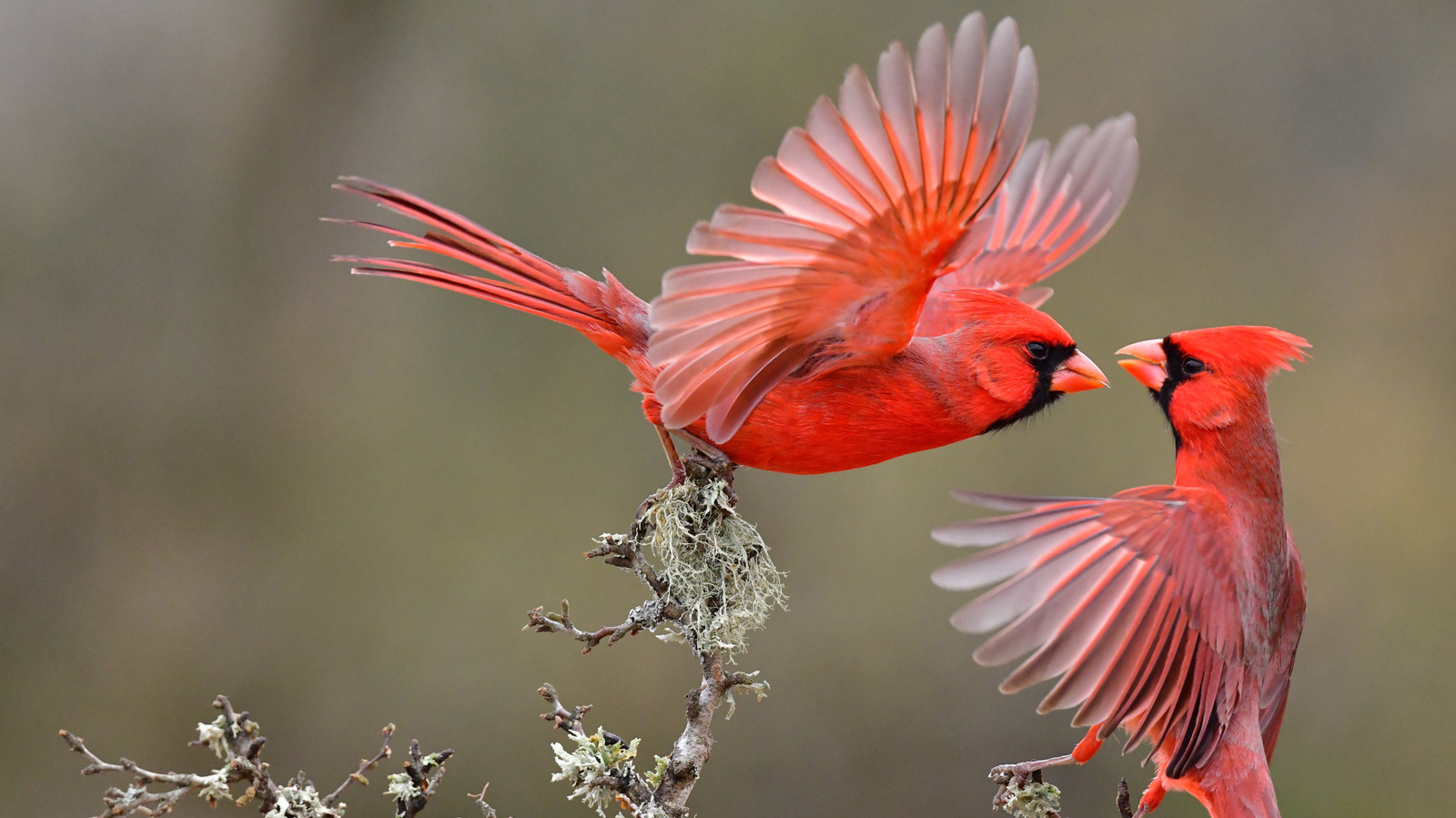 プラスチックスプーンを再利用することにより、愛らしい鳥の餌箱をDIYします