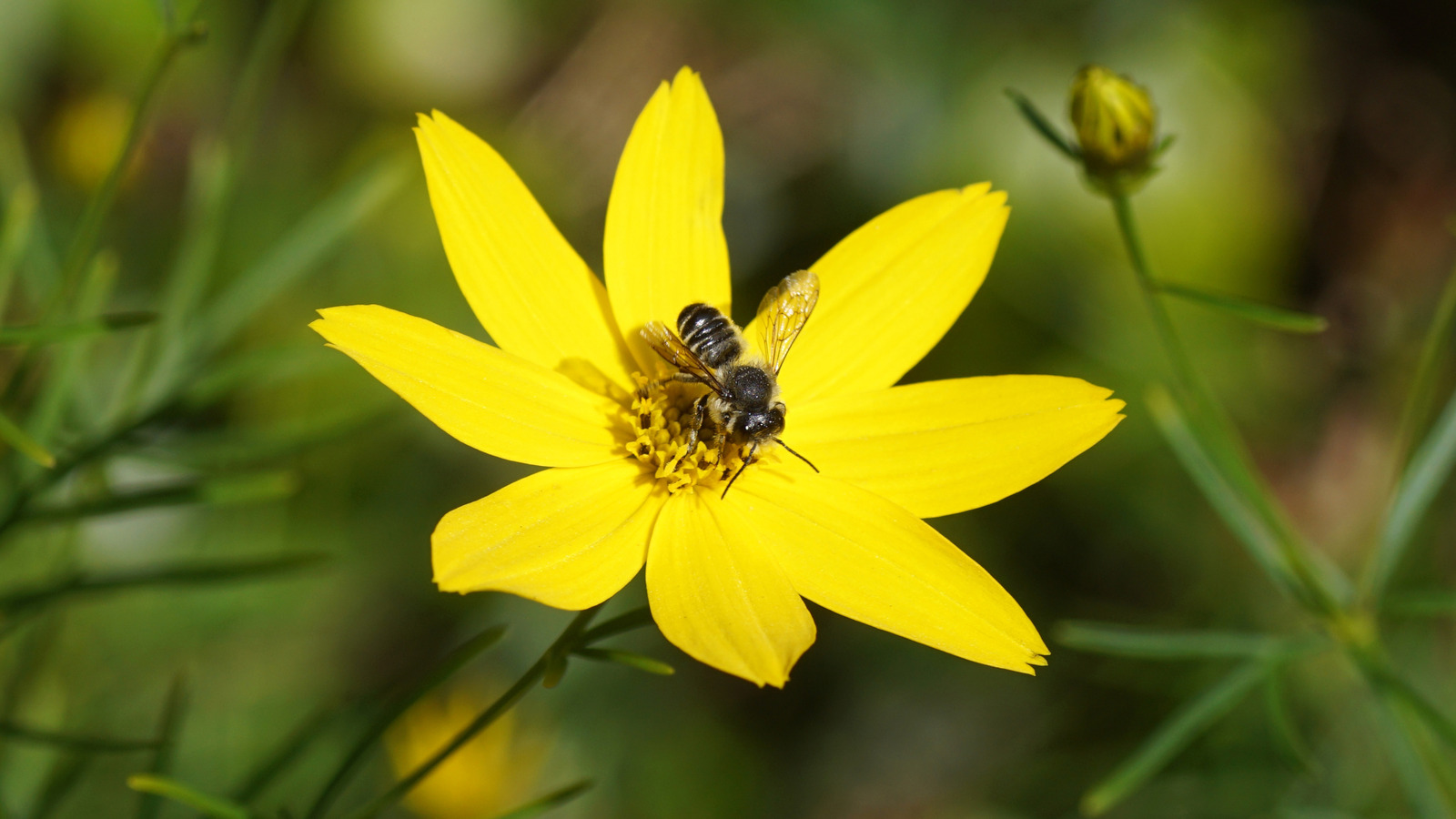 古いスープ缶を捨てないでください、それらを使ってより多くのミツバチを引き付ける