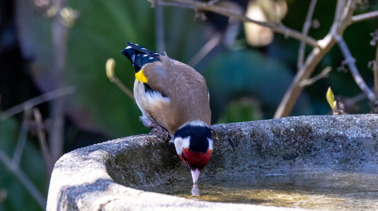 残りのレンガを捨てないでください、それらを使用してDIYバードバス