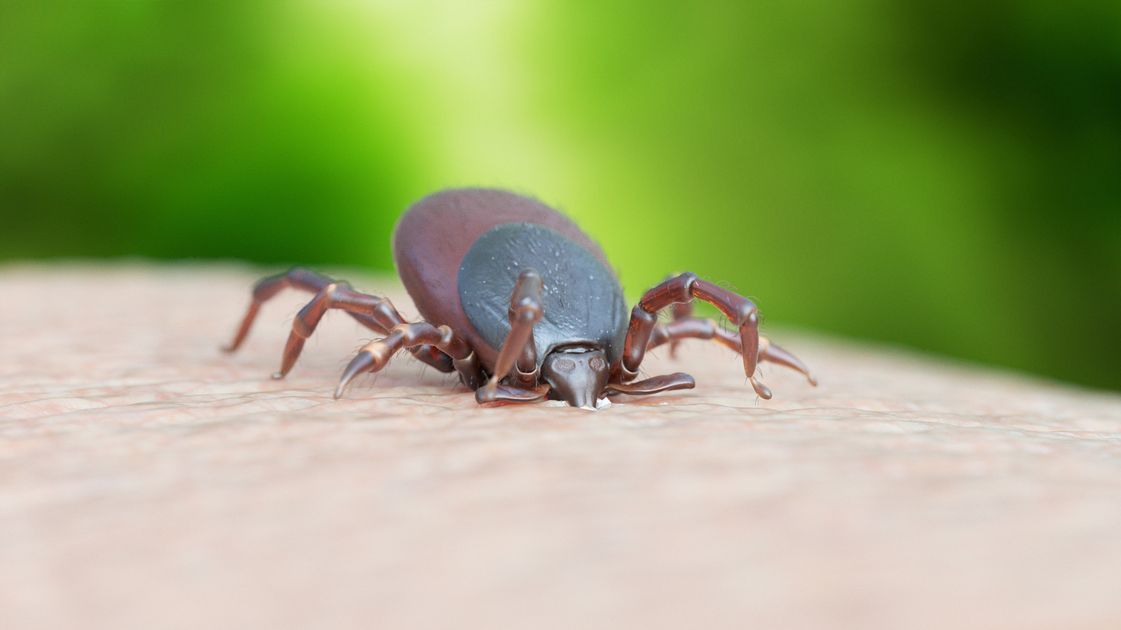 一般的な家庭の定番の助けを借りてハイキング後にダニを簡単に取り外します
