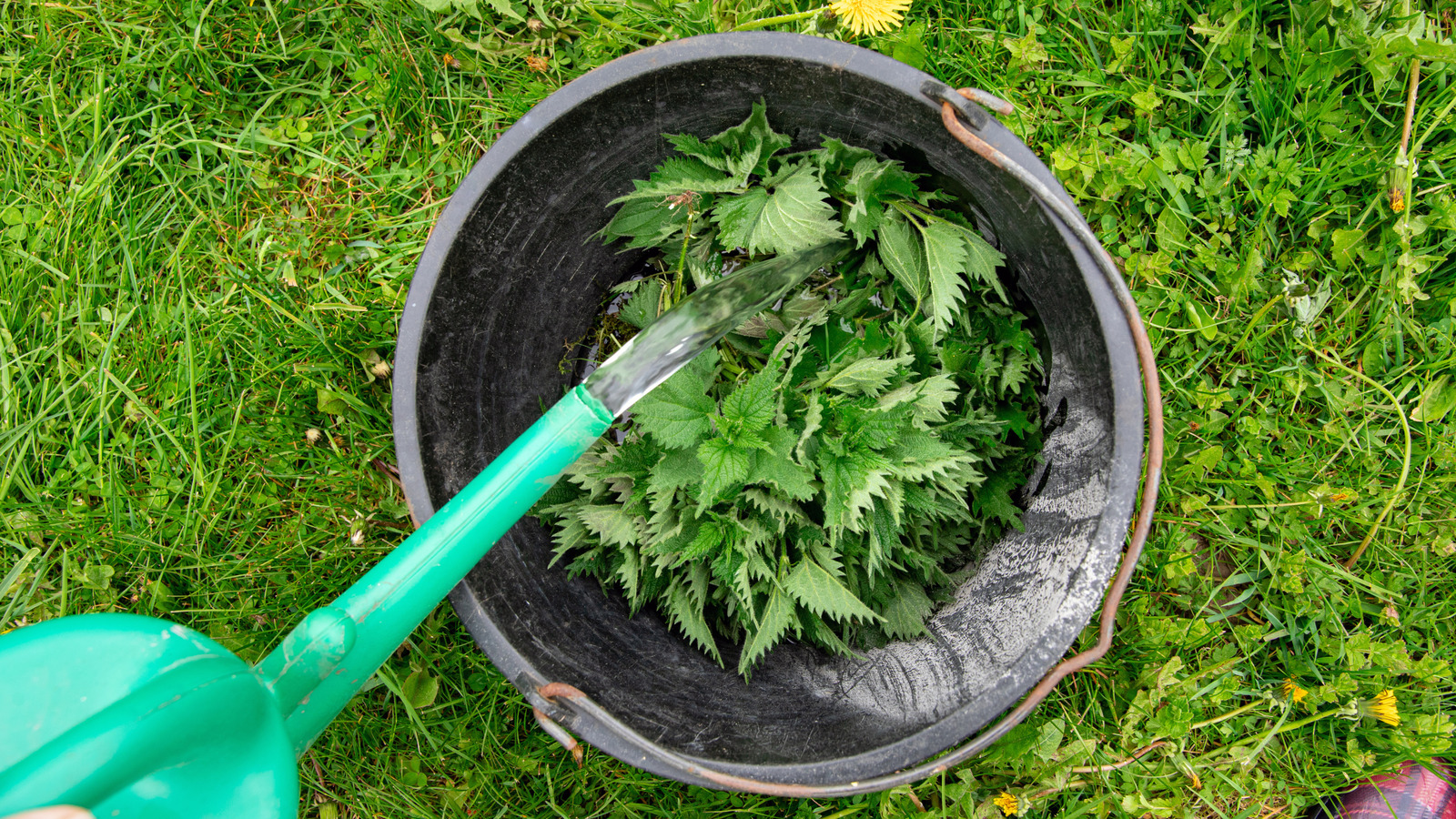 自宅で作ることができるこれらの液体栄養ブースターであなたの庭を受精させる