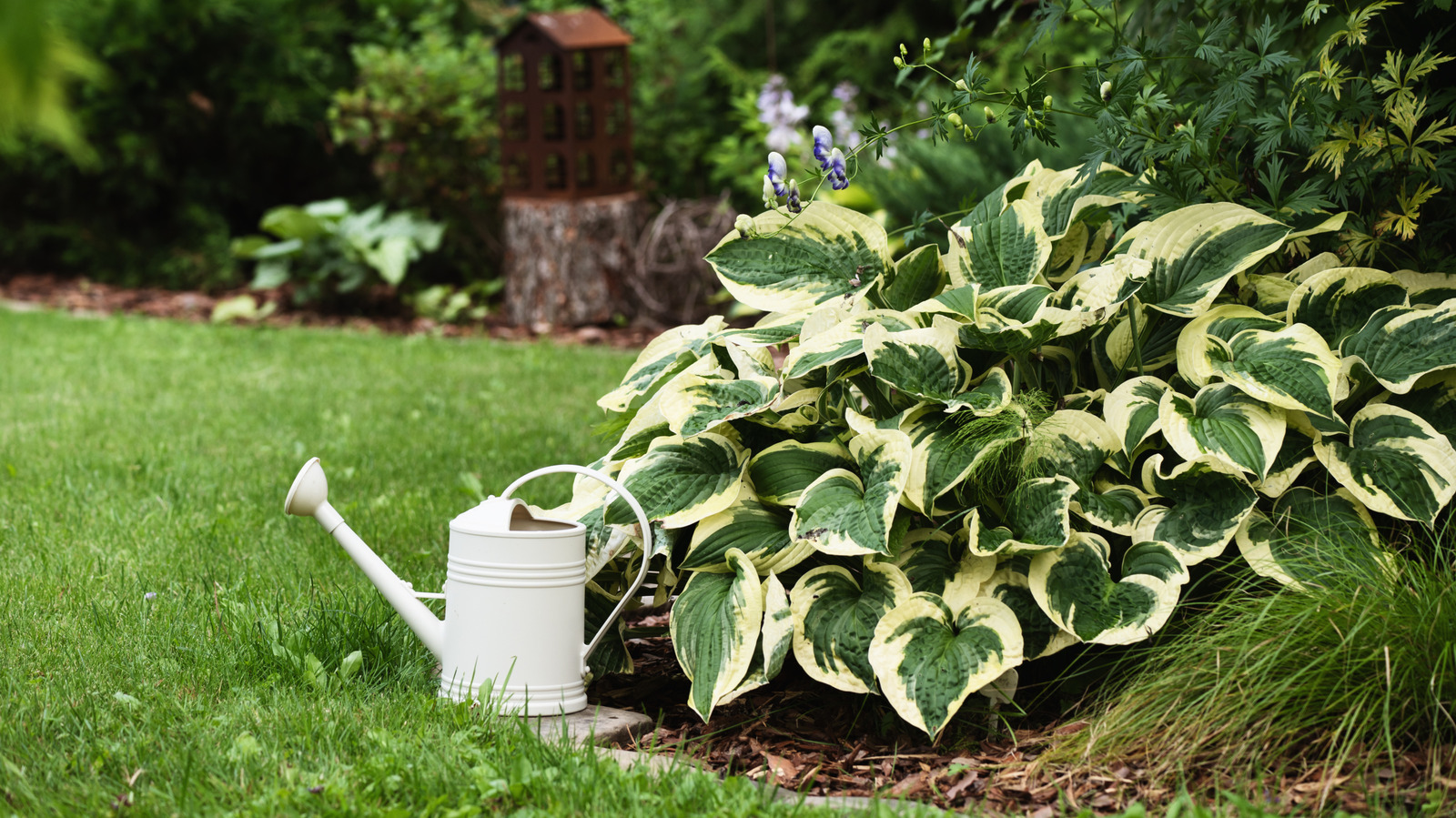 晩秋の庭仕事でギボウシが春に元気に戻ってくるように手助けしましょう