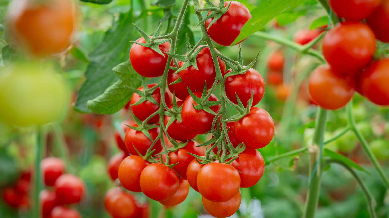 あなたのトマトガーデンがこれらの小さな白い花で繁栄するのを手伝ってください