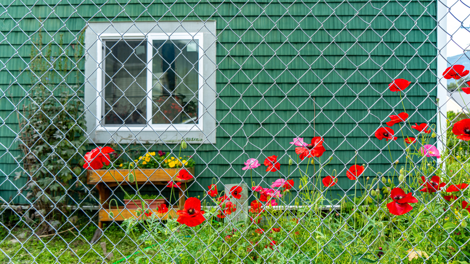 これがあなたの庭にチェーンリンクフェンスを設置する典型的なコストです