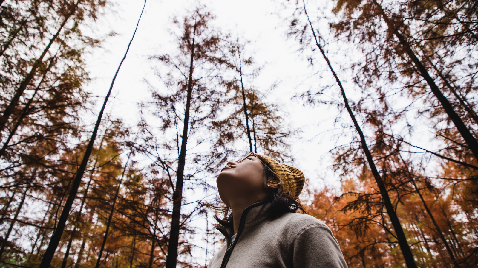 冬の間、いくつかの木が葉を握る理由は次のとおりです