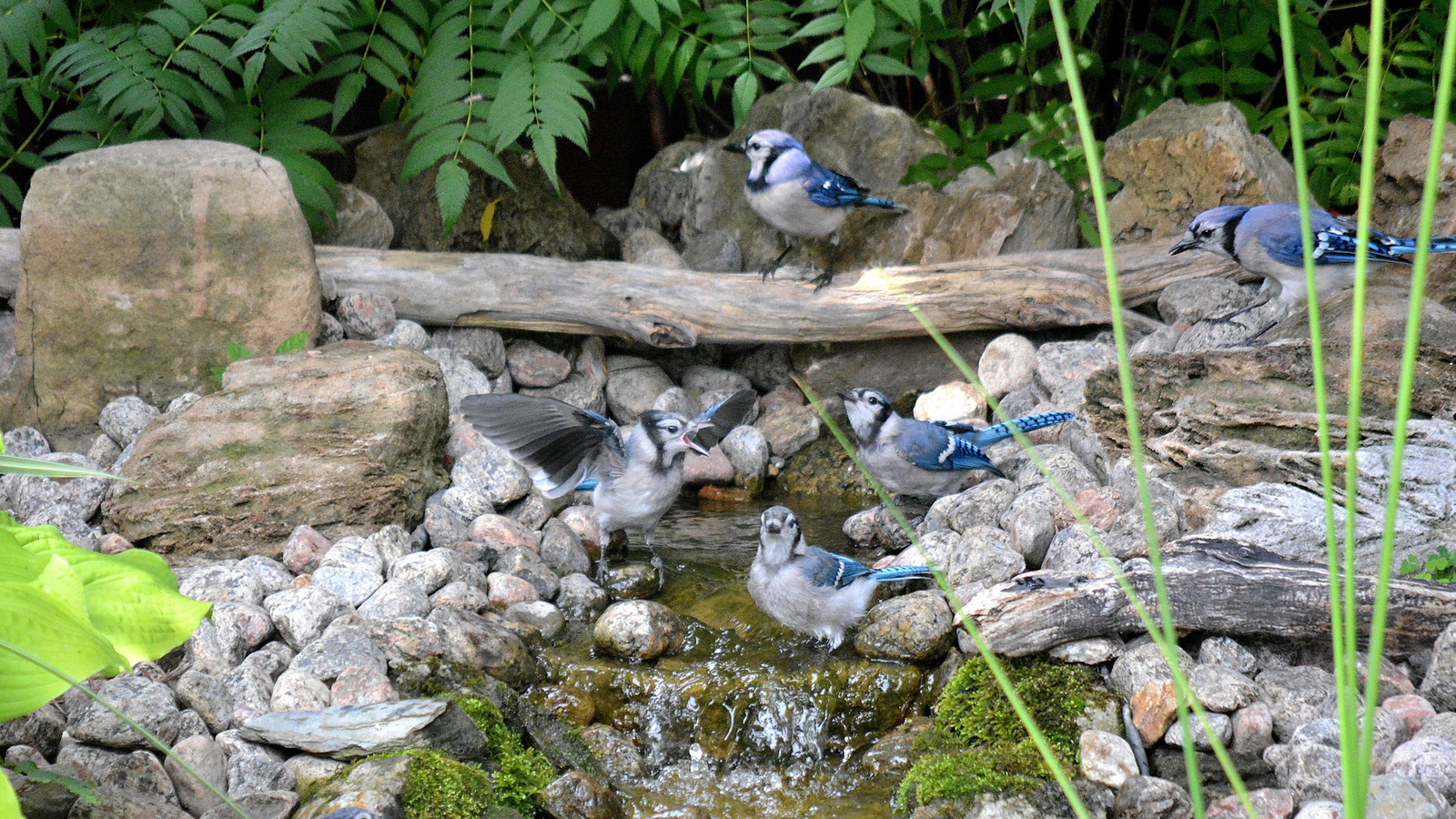 地元の野生生物に合わせてバードバスのサイズとスタイルを選ぶ方法