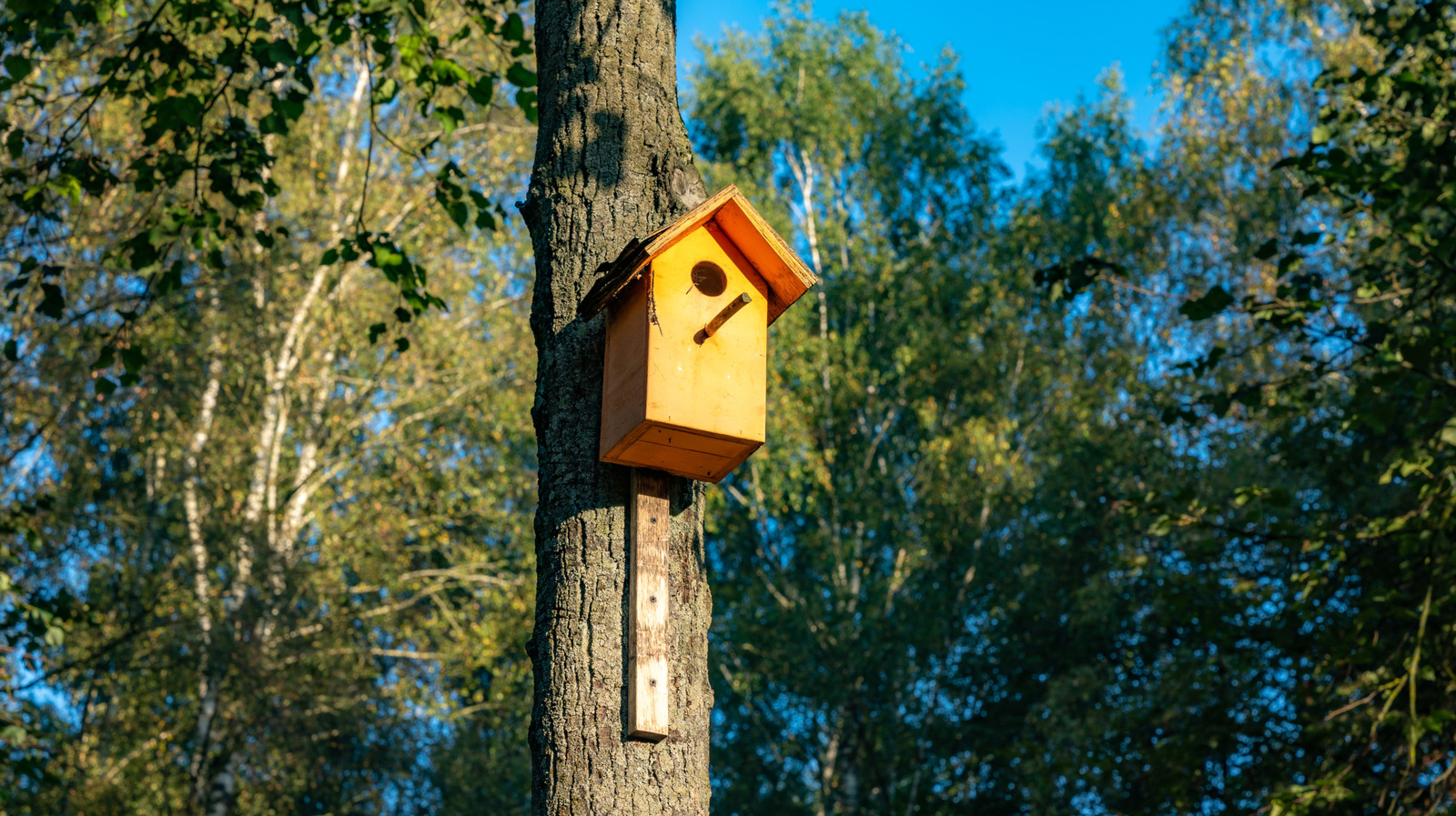 あなたの巣箱が直面すべき最適な方向を決定する方法