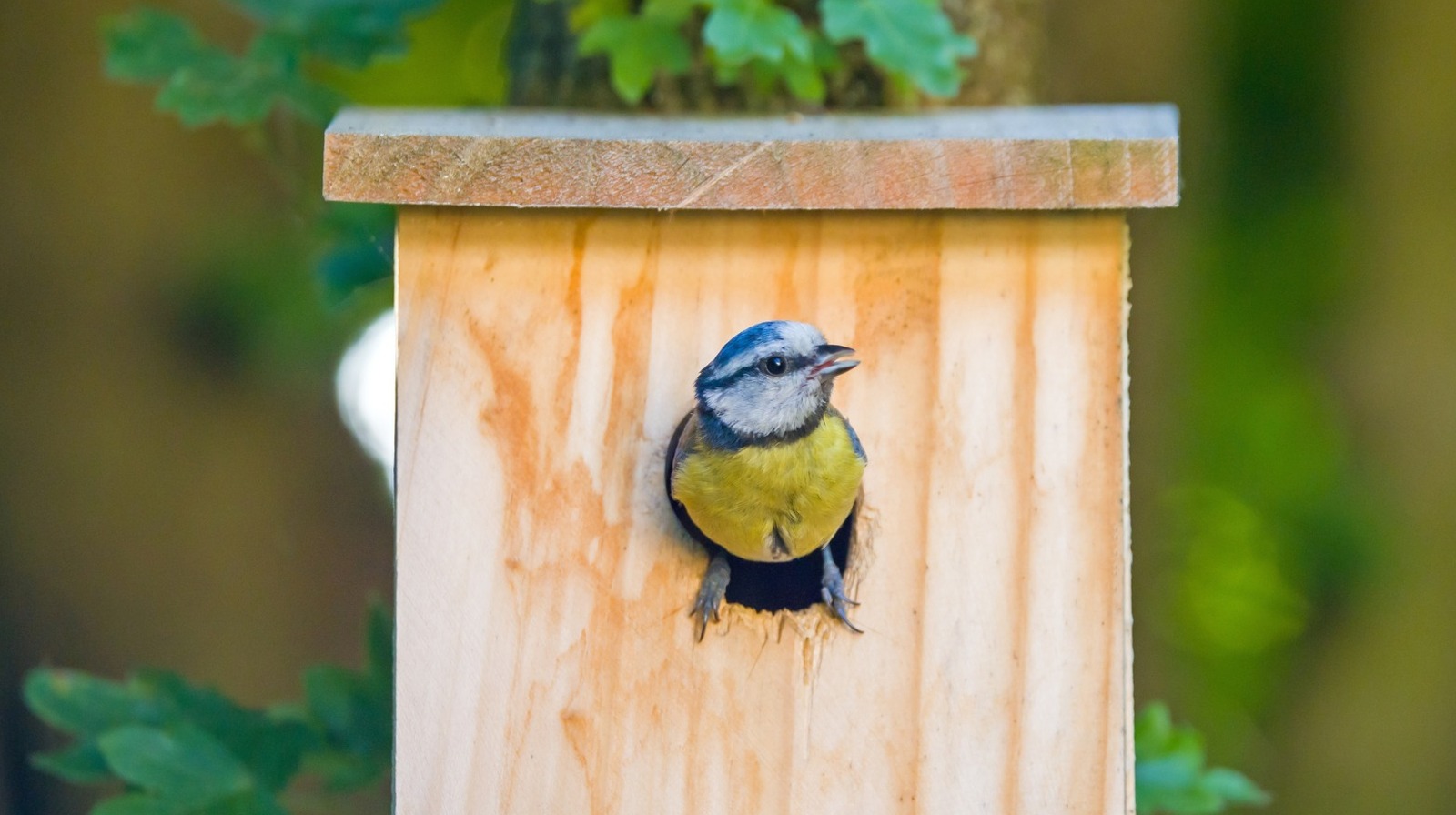 あなたの巣箱に最適なサイズの穴を決定する方法