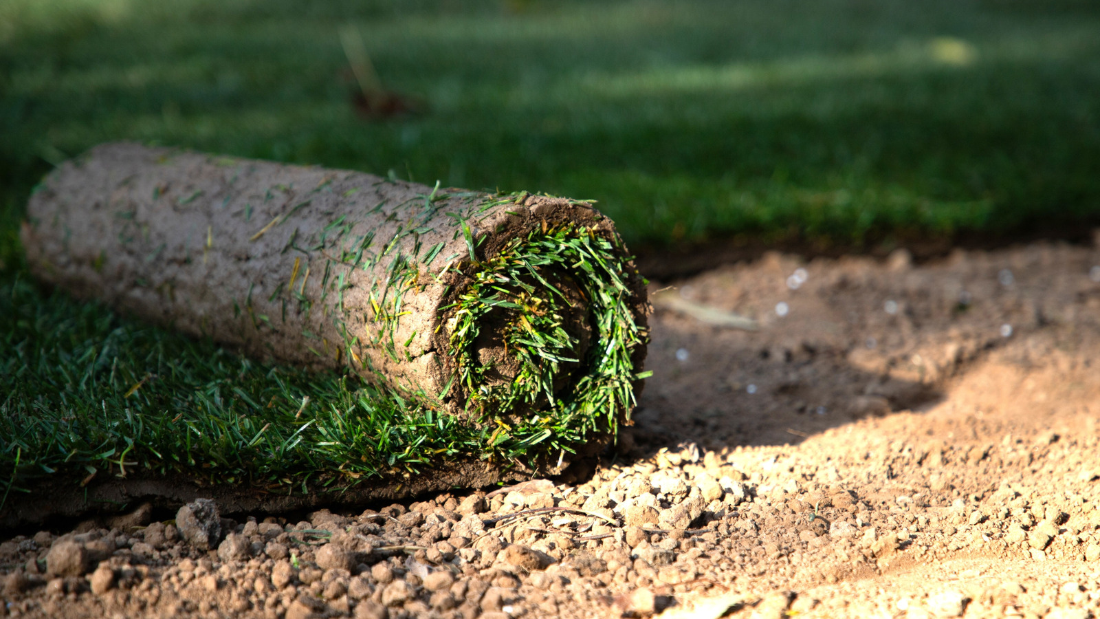 新しい芝を刈るのがいつ安全かを判断する方法