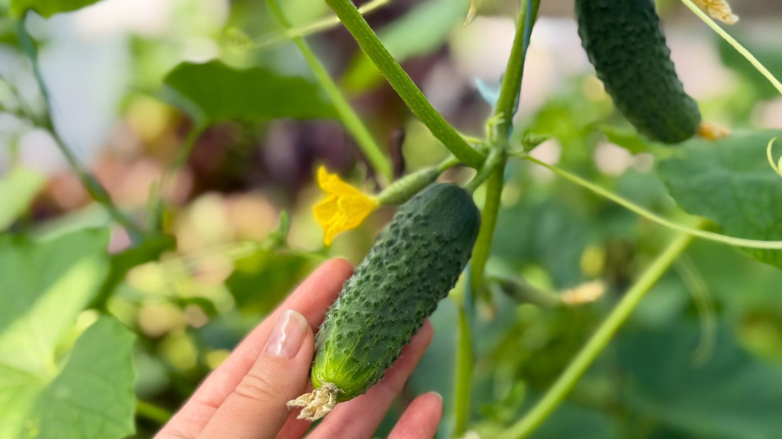 キュウリの植物に最適な庭のトレリスをdiyする方法