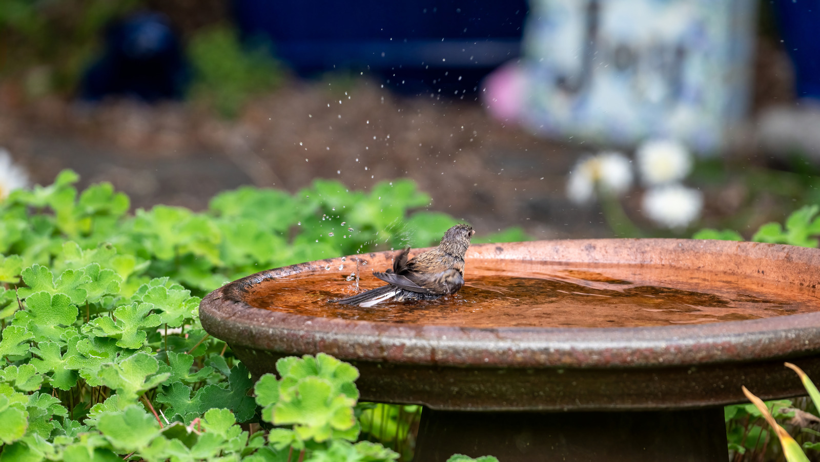 バードバスが水を失うのを簡単に守る方法