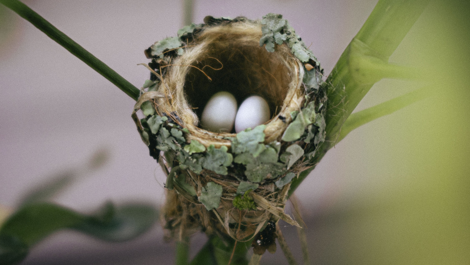 裏庭にハチドリの巣を簡単に見つける方法