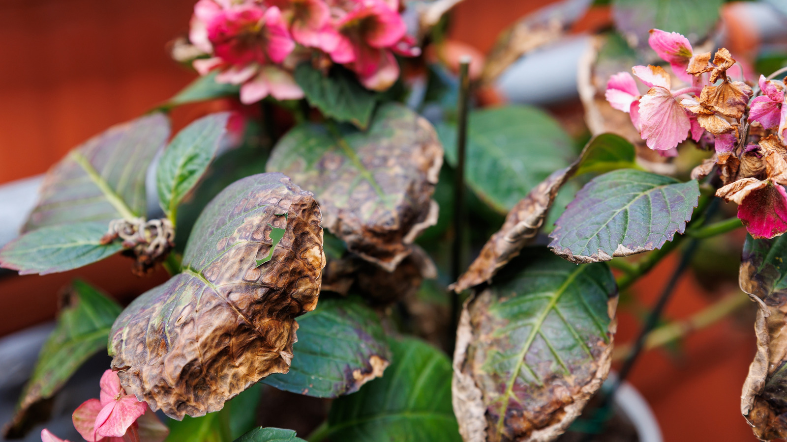 焦げた植物が少し太陽を迎えた後に節約する方法