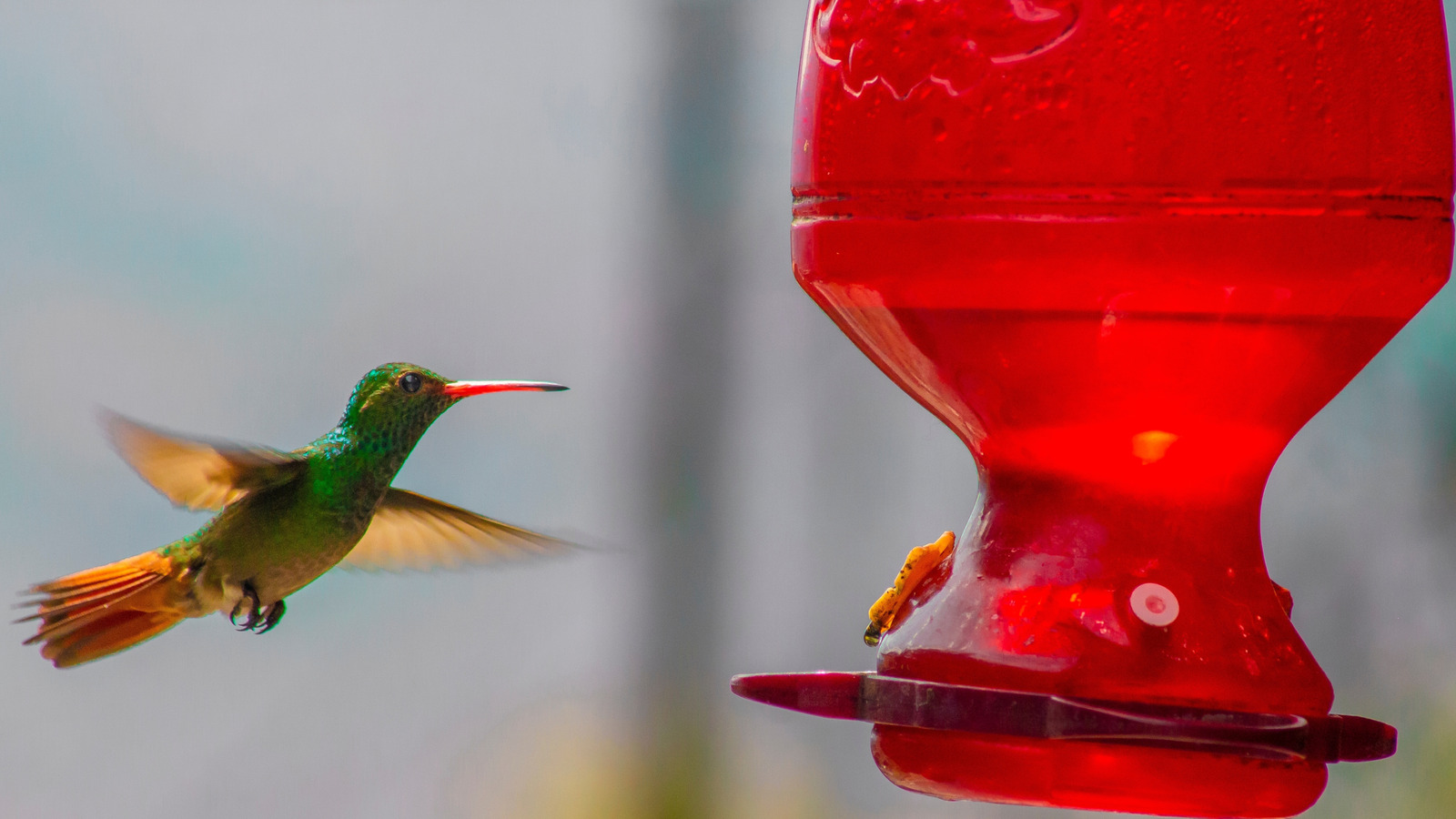 より大きなハチドリのフィーダーはより良いですか？これが私たちが知っていることです