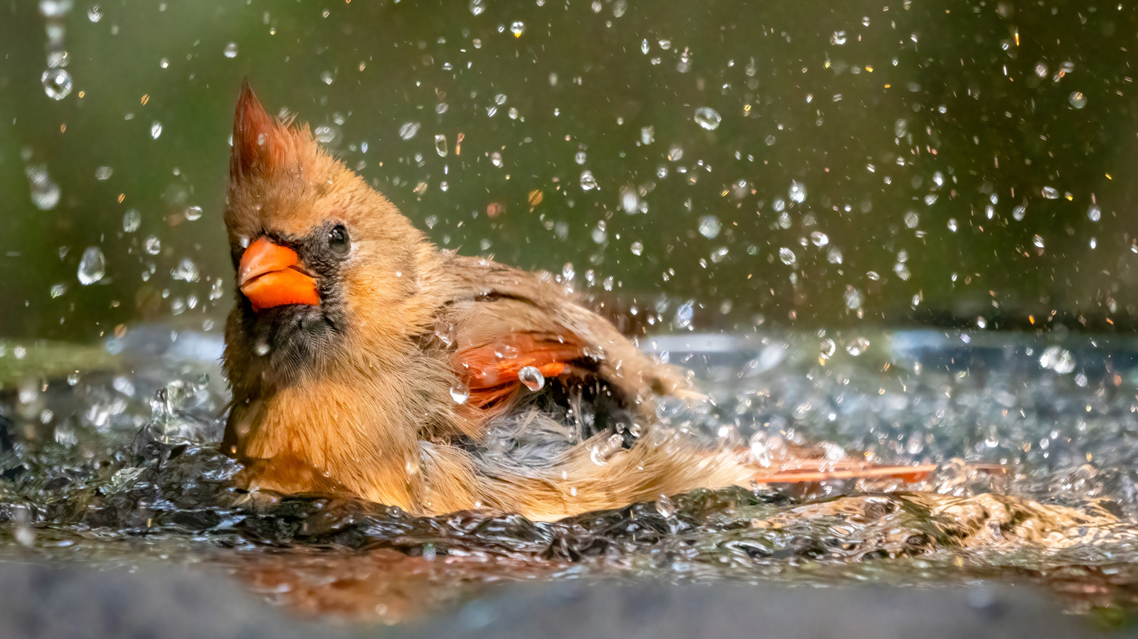 コストコのバードバススタイルの噴水は購入する価値がありますか？これがレビューの言うことです