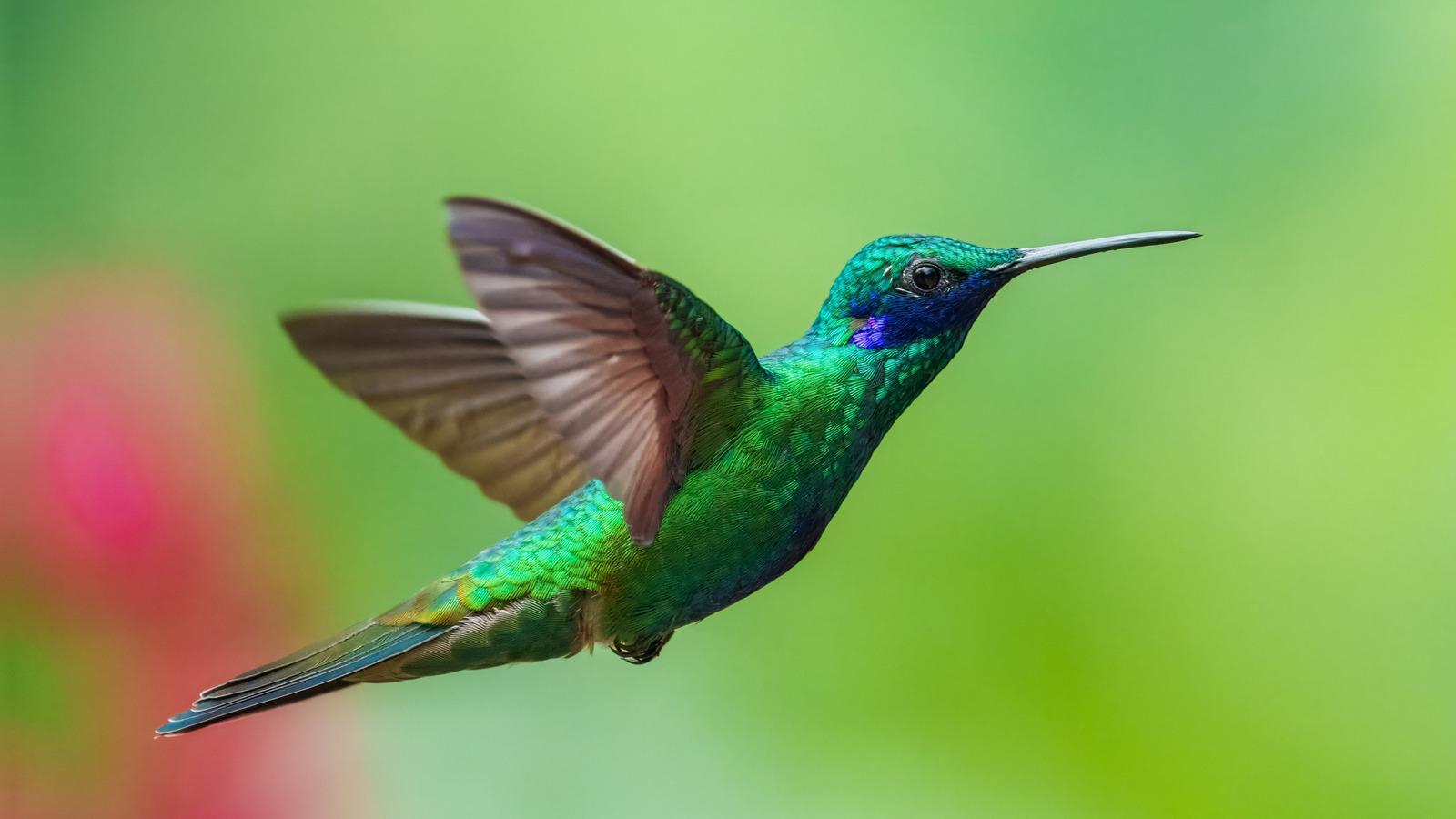 ウォルマートの予算に優しいハチドリのフィーダーは買う価値がありますか？これがレビューの言うことです