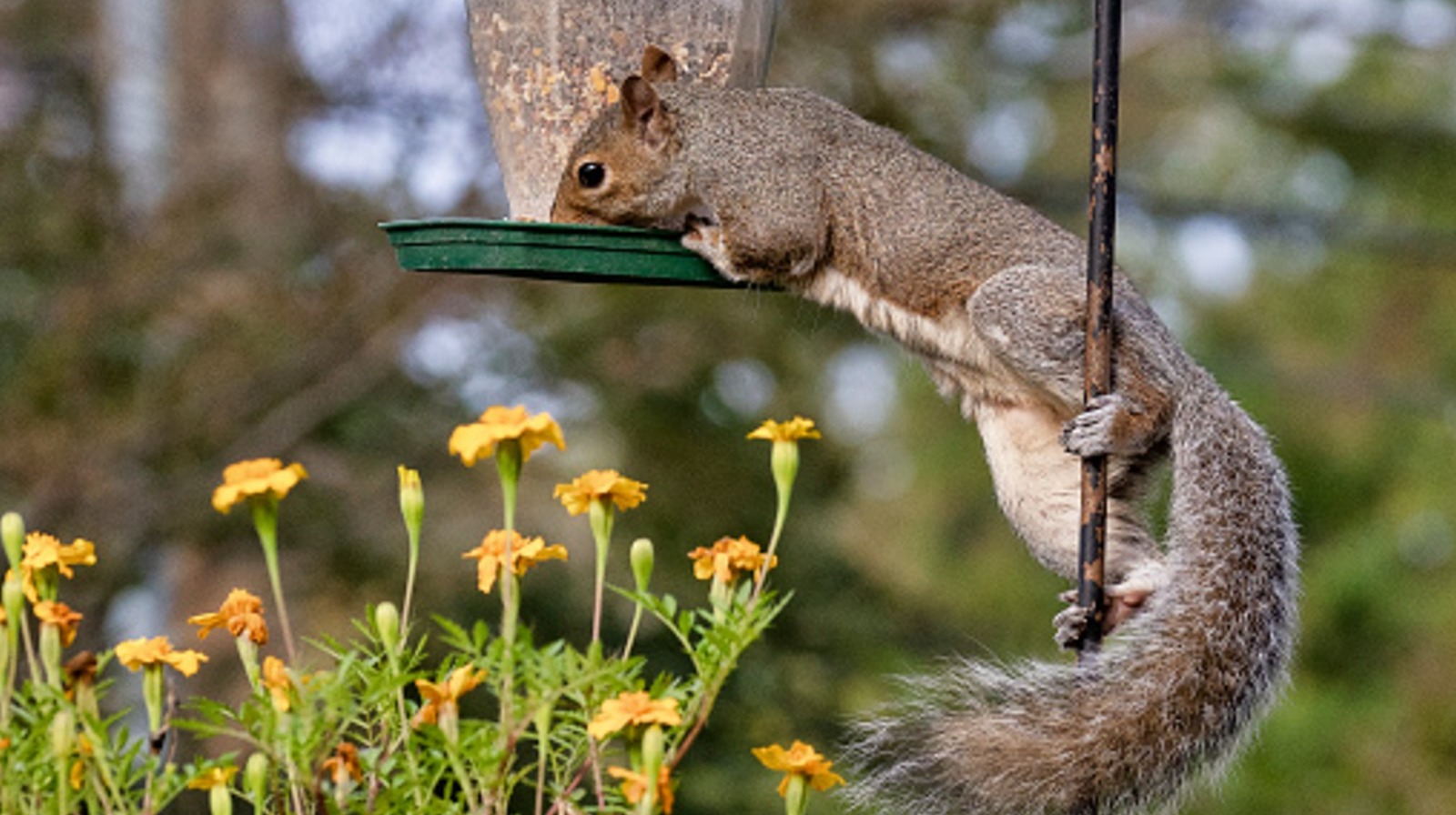 この必需品で動物があなたの鳥の種を食べないようにしてください