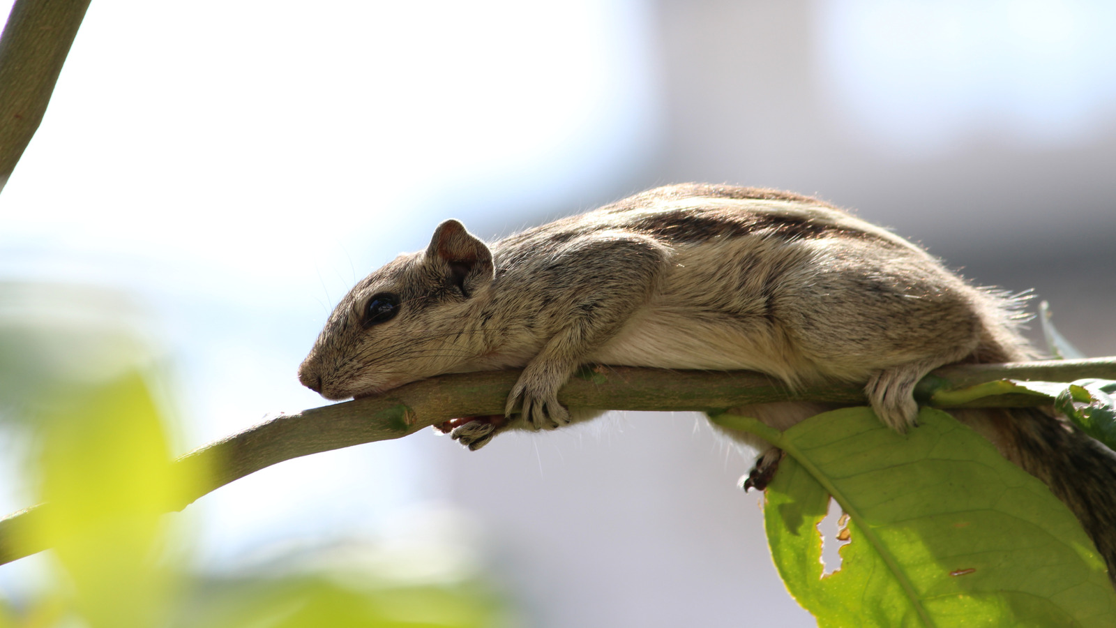 このシンプルなハーブを使用して、植物や窓箱を吊るしてリスを遠ざけてください