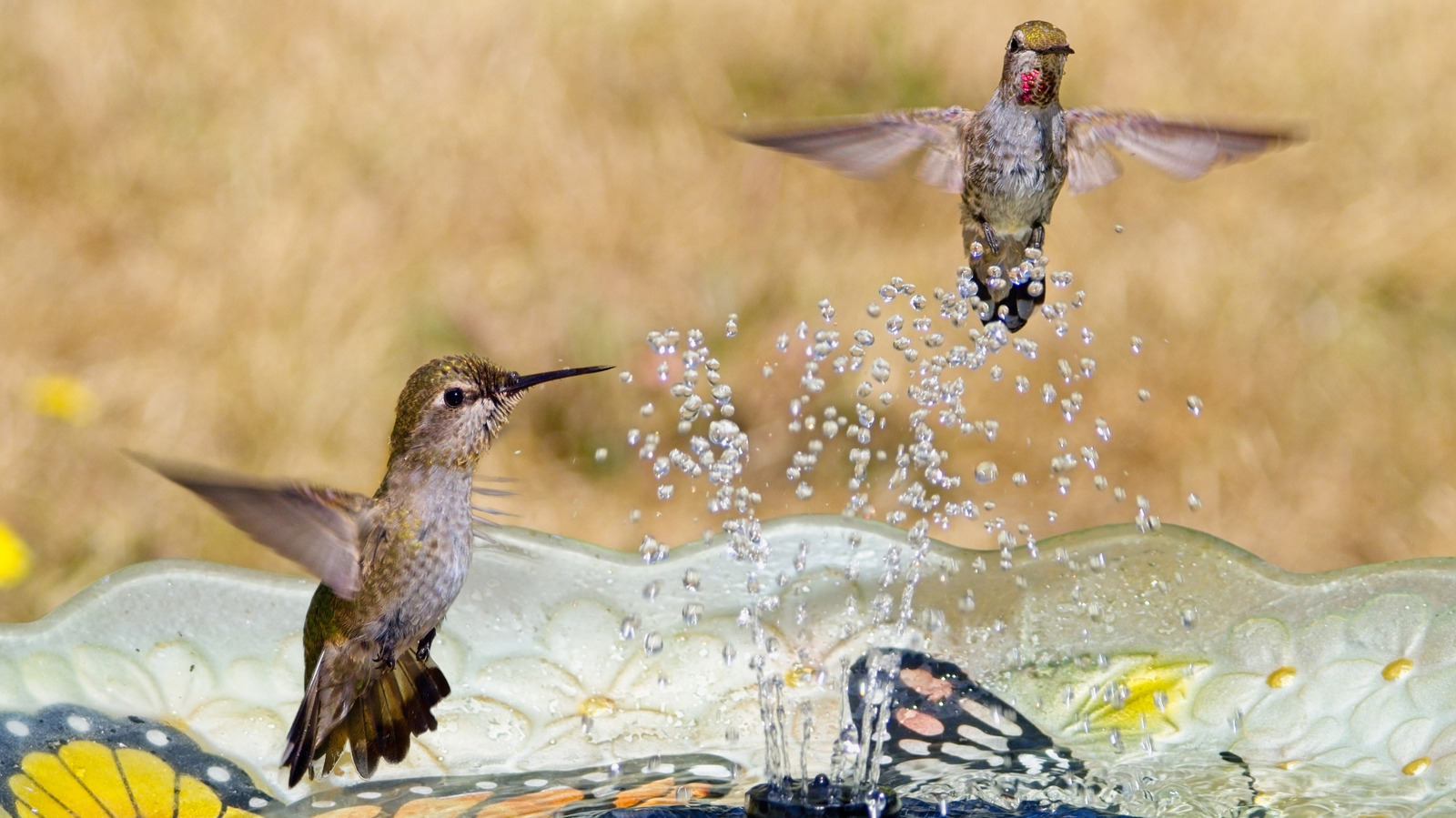 ハチドリに優しい花で年々カラフルな庭をカラフルに保つ