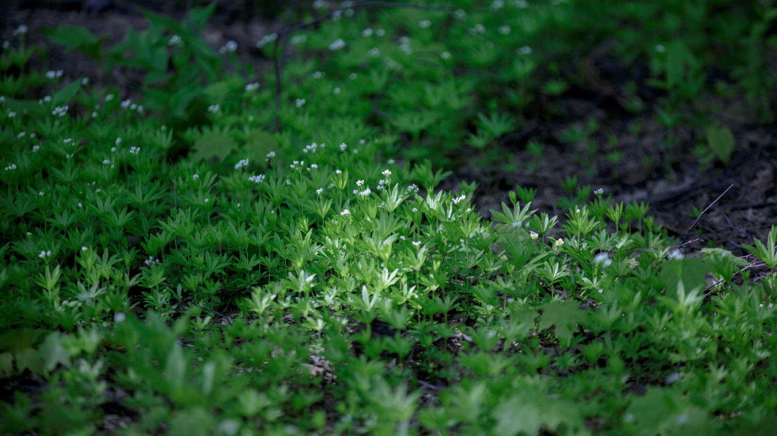 この低メンテナンスの草の代替品で芝生の雑草を含まないようにしてください