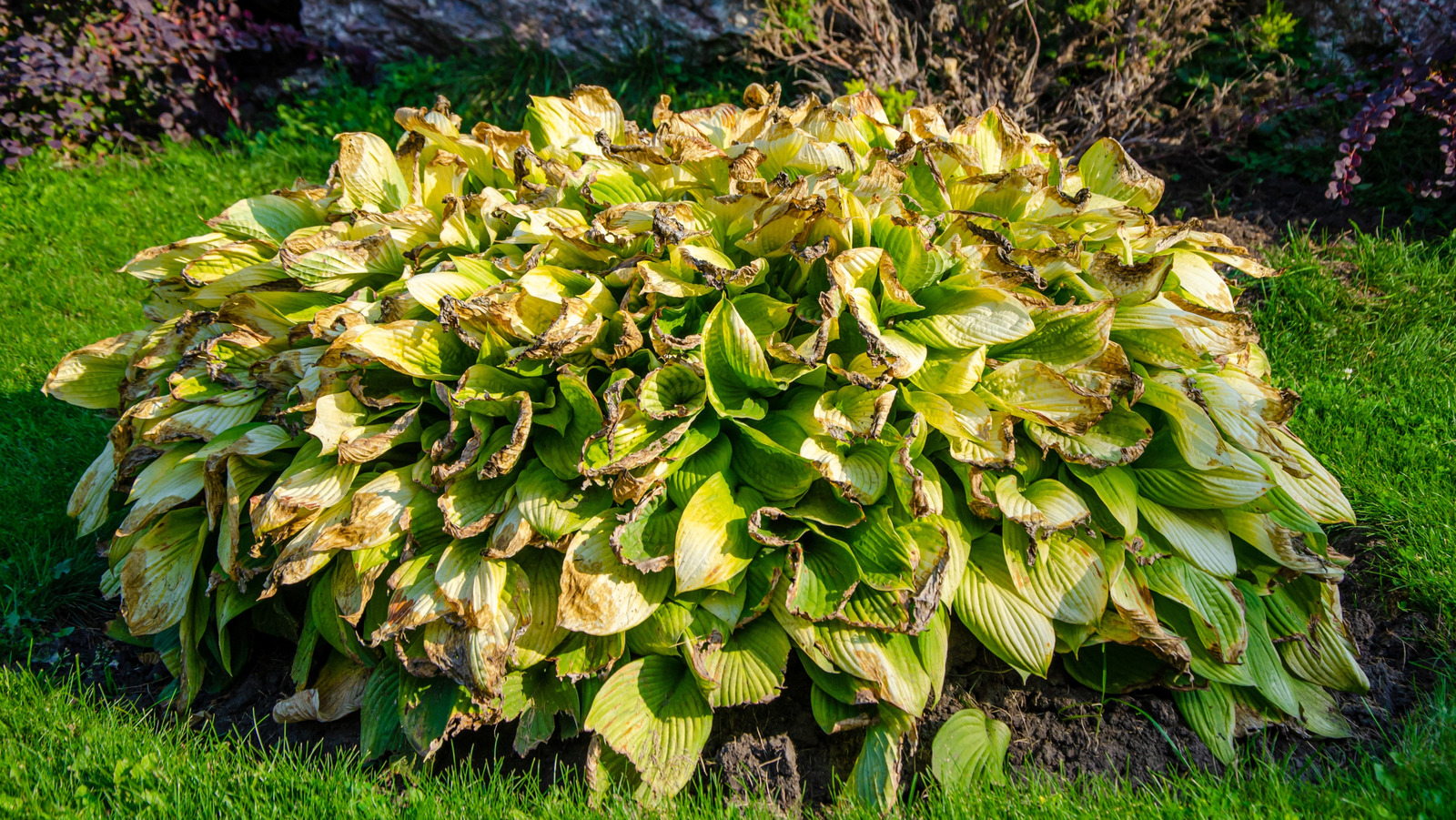 夏には賢い傘のハックで植物を幸せに保つ