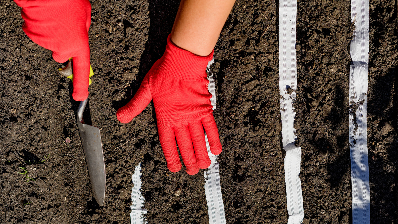 この必見のシードテープで開始シードを簡単にする