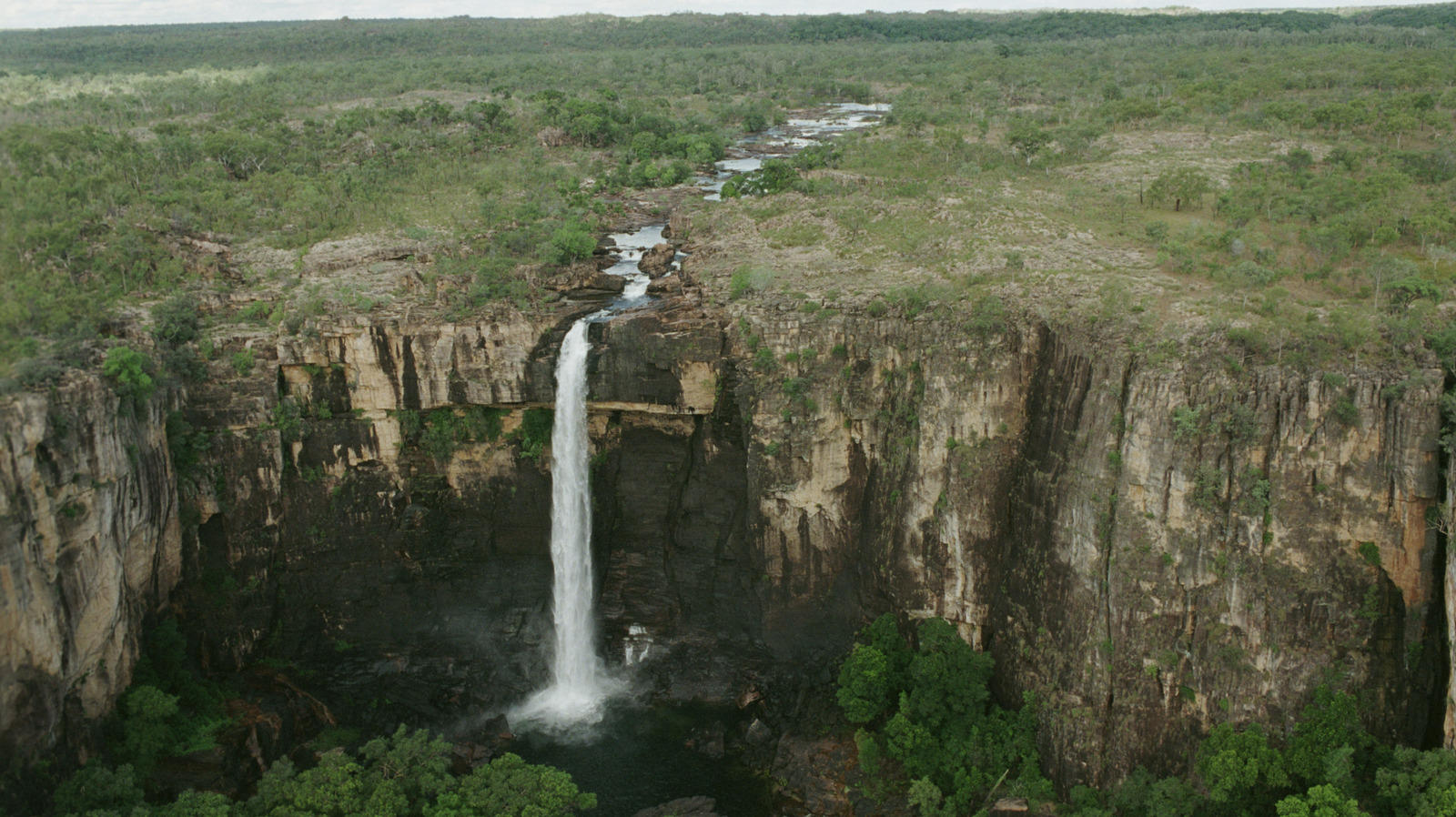 オーストラリアで最高の野生生物体験の1つは、気弱な人向けではありません