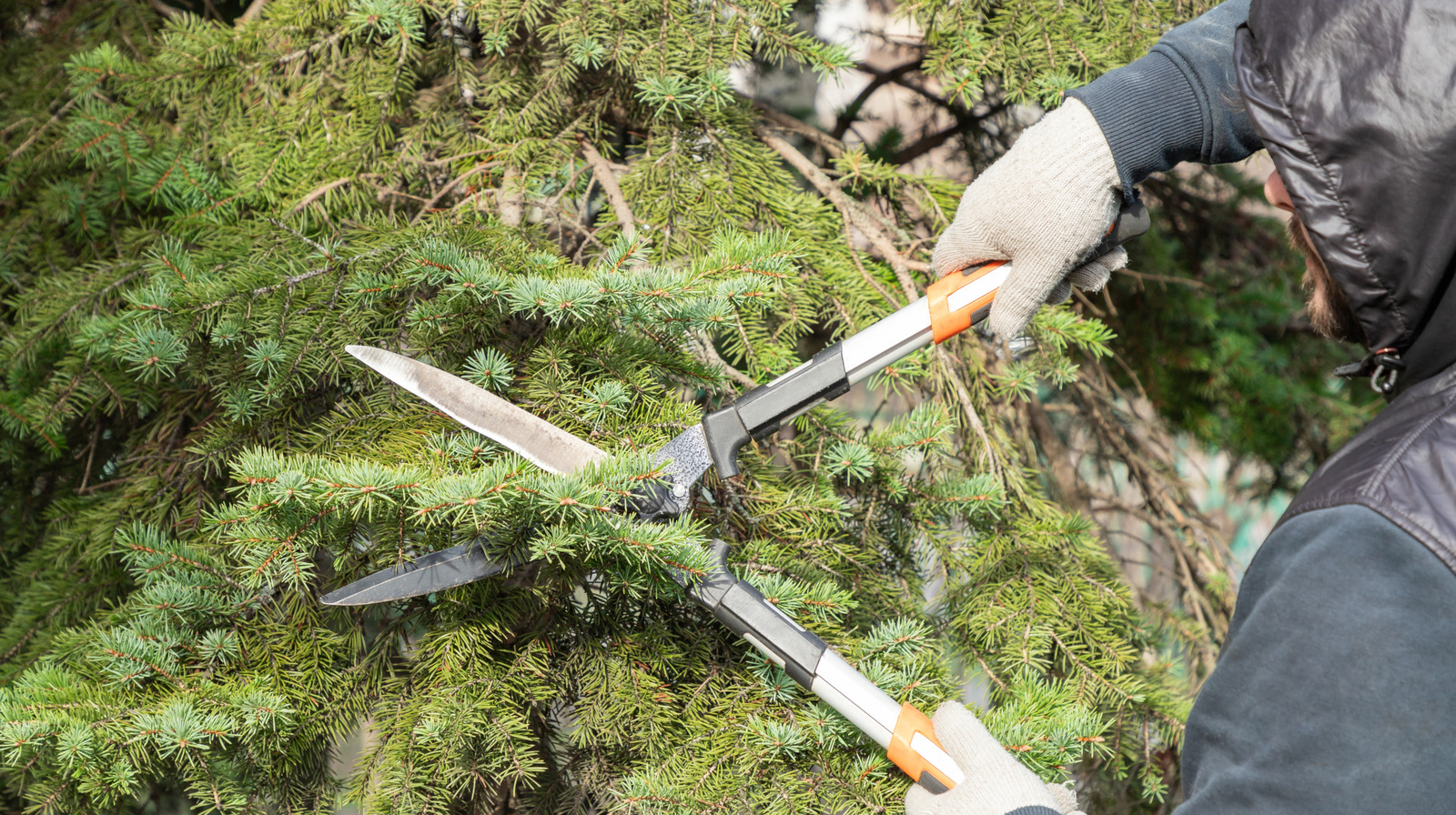 あなたの庭の生け垣を剪定する前に取るための簡単なステップ