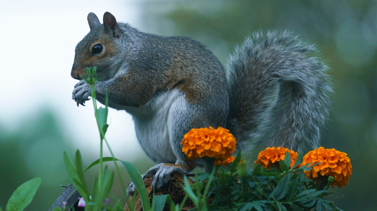 シンプルで鋭いソリューションでリスから庭の球根を保護する