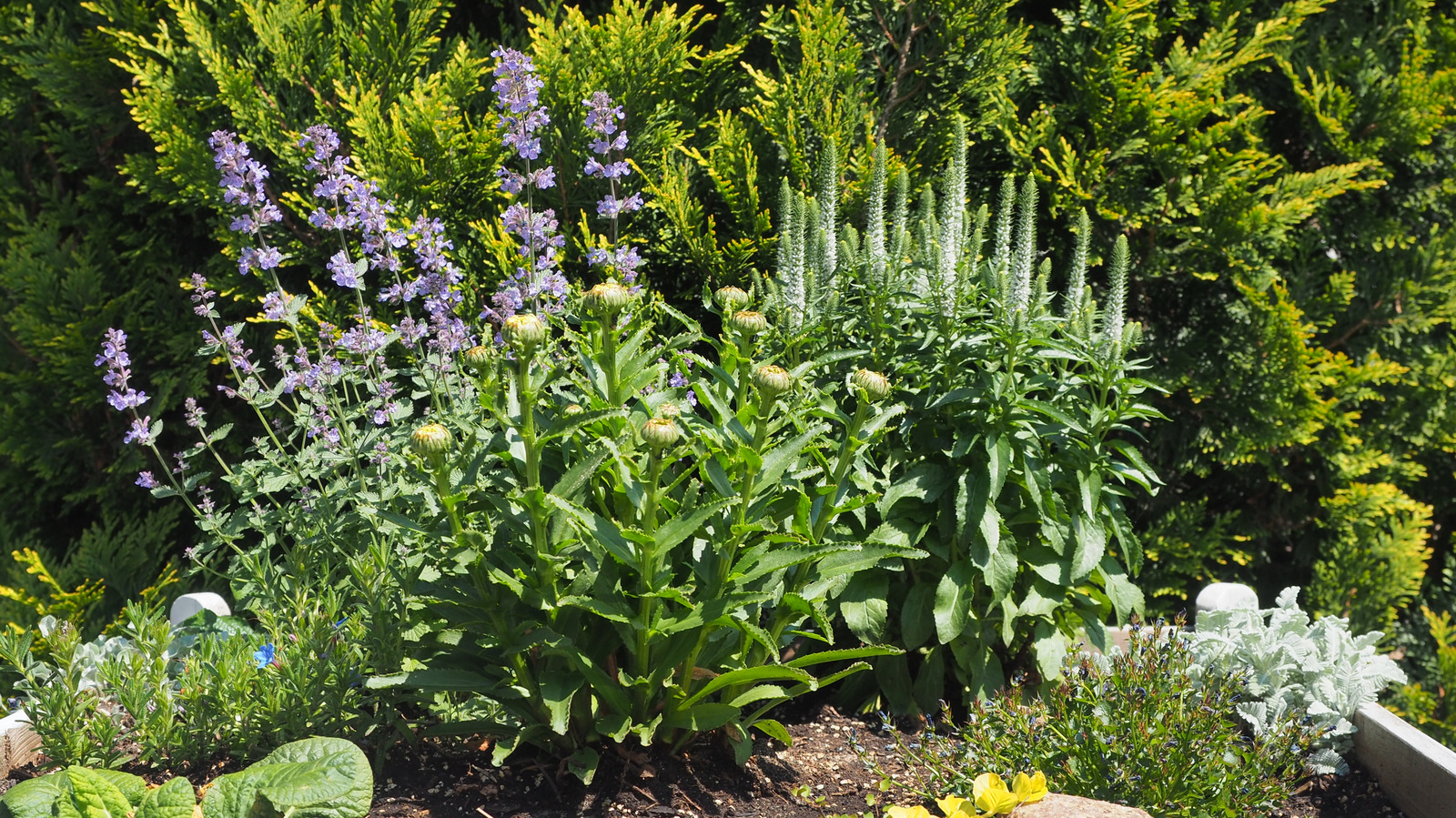 丈夫な地面の覆いで害虫からあなたの日当たりの良い庭を守る