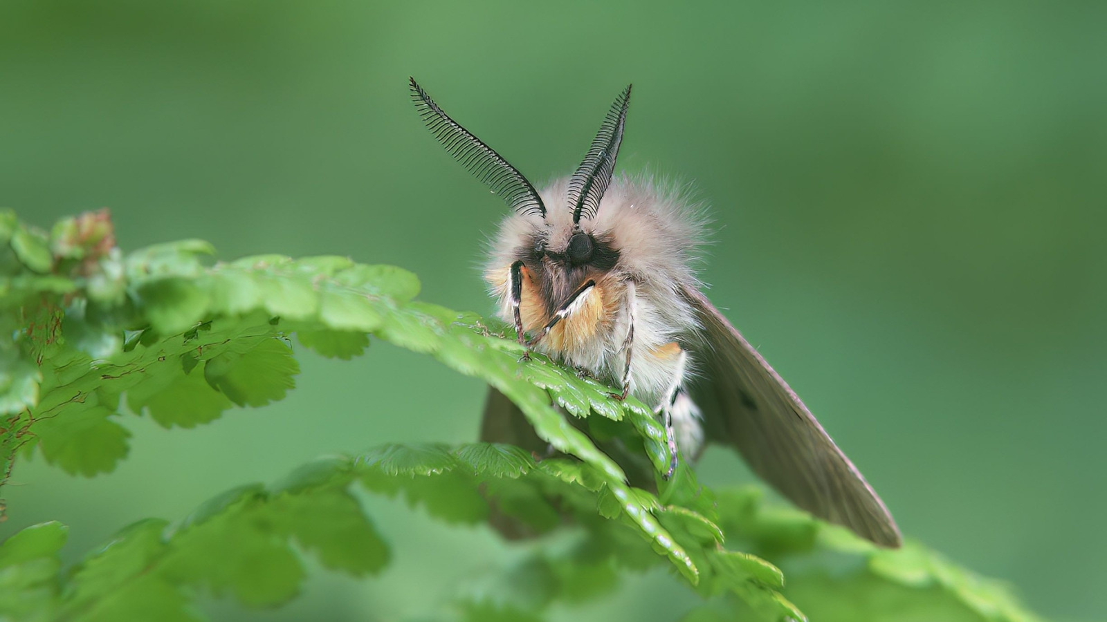 あなたの庭がmothで群がっている理由